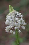 Eastern turkeybeard